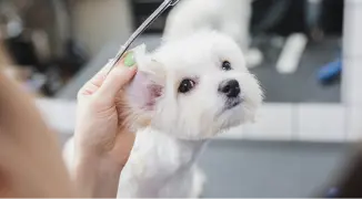 Groomer Międzyrzecze Górne strzyżenie małego psa w Przychodni Weterynaryjnej PRO VET