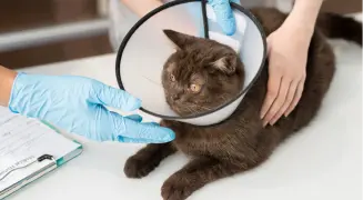 Chirurgia miękka kot w kołnierzu podczas badania w Przychodni Weterynaryjnej PRO VET Międzyrzecze Górne