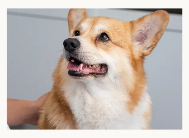 czipowanie psa rasy corgi