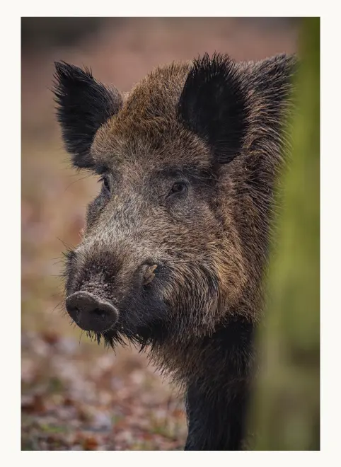 dzik w naturalnym środowisku portret z bliska