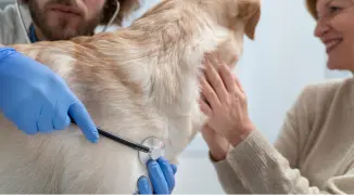 Pies przygotowywany do zabiegu kastracji PRO VET Międzyrzecze Górne