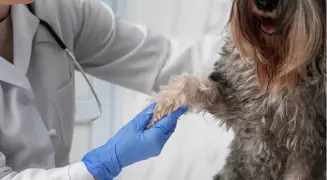 Badanie kardiologiczne psa osłuchiwanie serca w PRO VET Międzyrzecze Górne