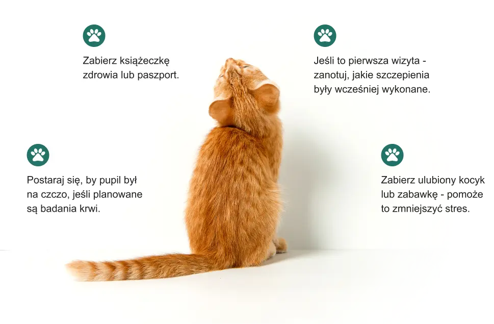 „Rudy kot siedzący tyłem, otoczony poradami dotyczącymi przygotowania pupila do wizyty w PRO VET.”